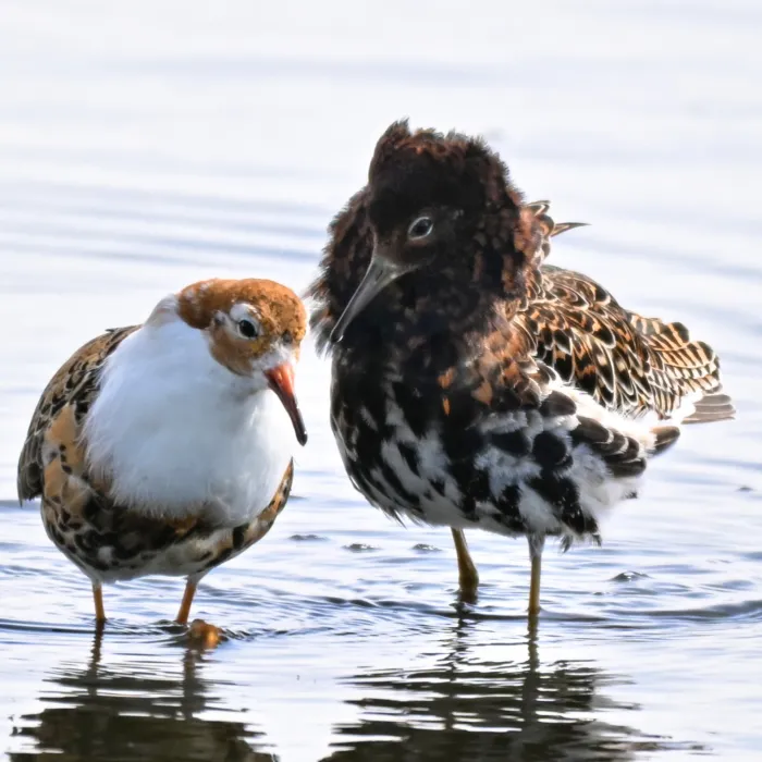 Spotted Ruff