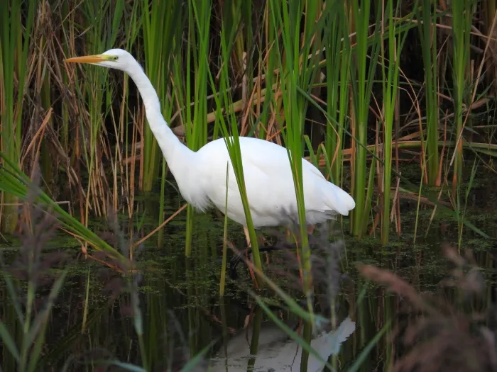 Spotted Great Egret