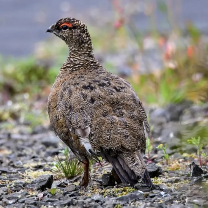 Spotted Rock Ptarmigan