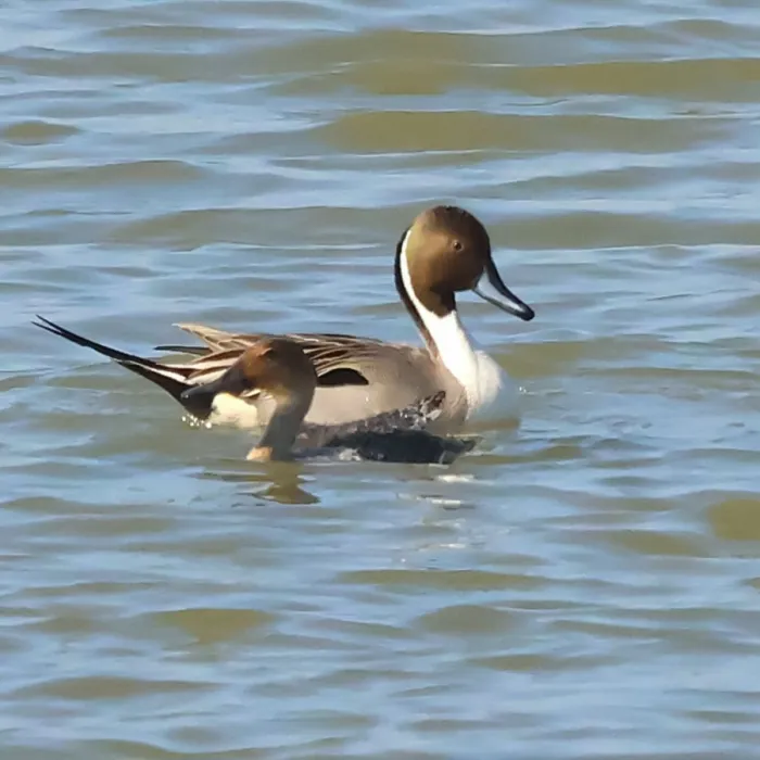 Spotted Northern Pintail