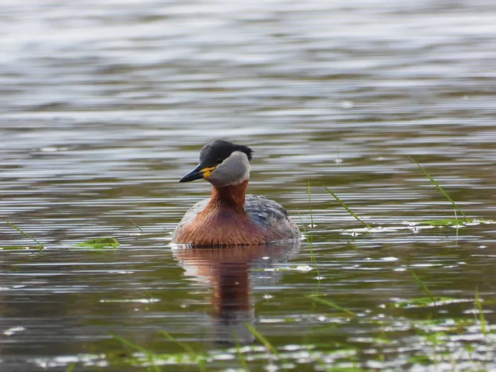 Gespotte Roodhalsfuut
