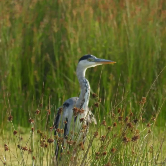 Waargenomen Blauwe reiger