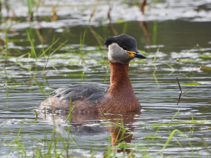 Gespotte Roodhalsfuut