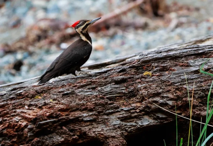 Spotted Pileated Woodpecker
