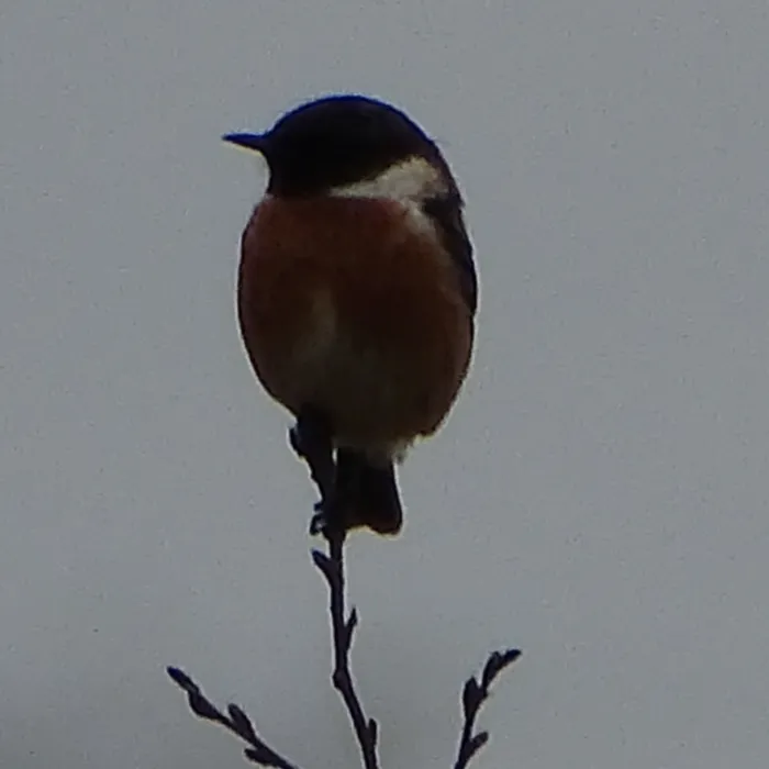 Gespotte Roodborsttapuit