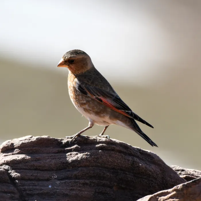 Gespotte Rode bergvink