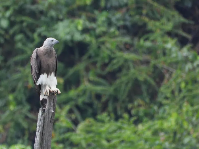Gespotte Grote rivierarend