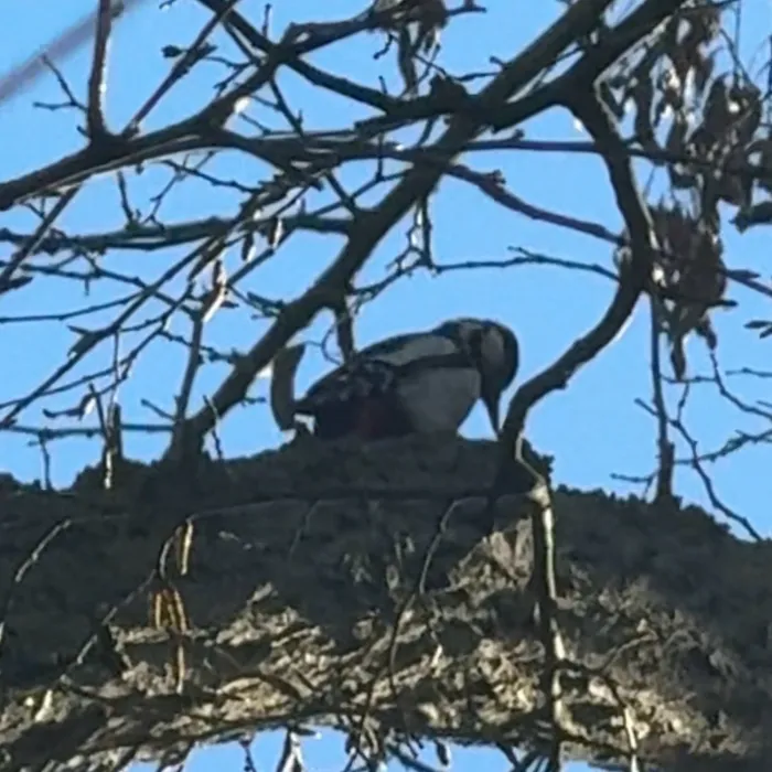 Gespotte Grote bonte specht