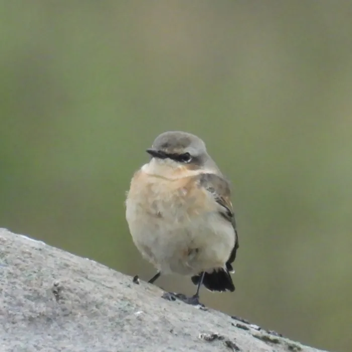 Spotted Northern Wheatear