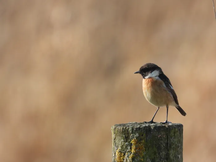 Gespotte Roodborsttapuit
