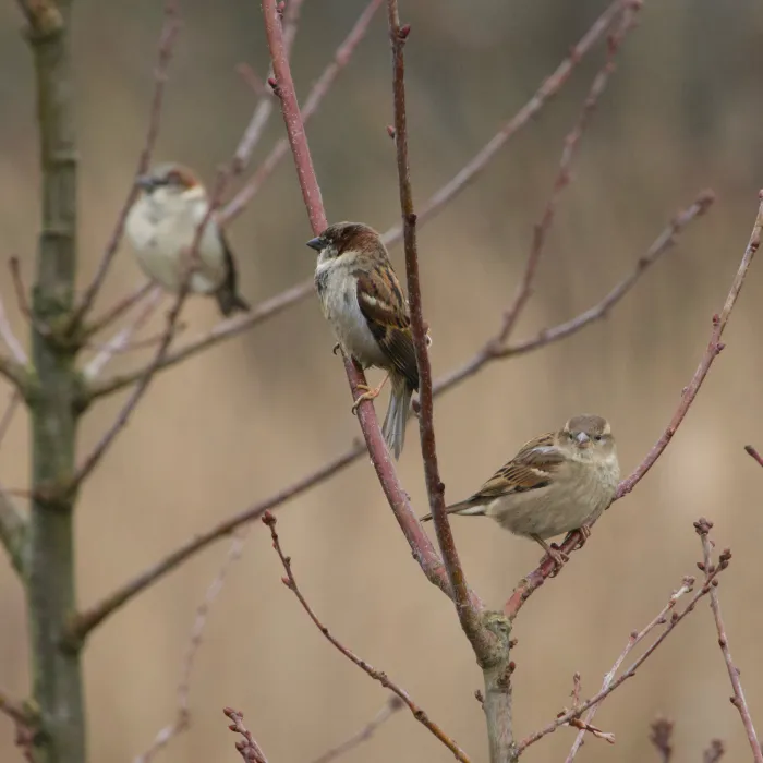 Spotted House Sparrow