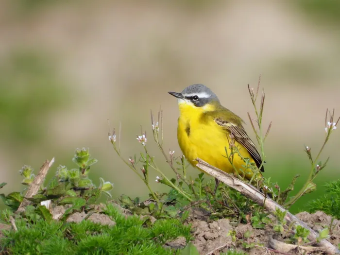 Gespotte Gele kwikstaart