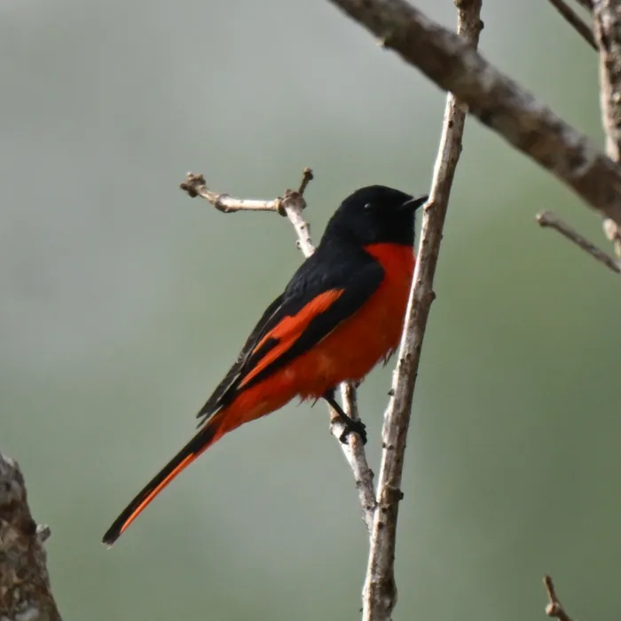 Spotted Long-tailed Minivet