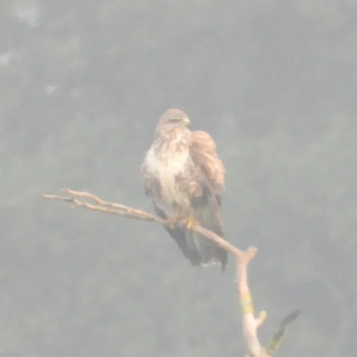 Spotted Common Buzzard