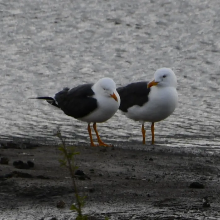 Lesser Black-backed Gull