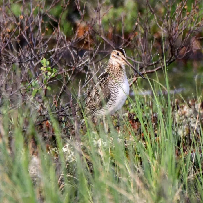 Gespotte Amerikaanse watersnip