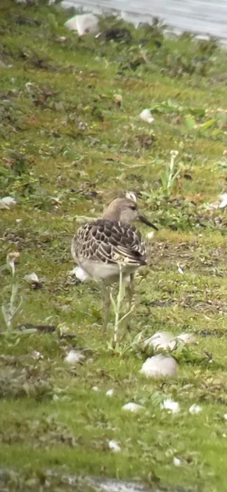 Spotted Ruff