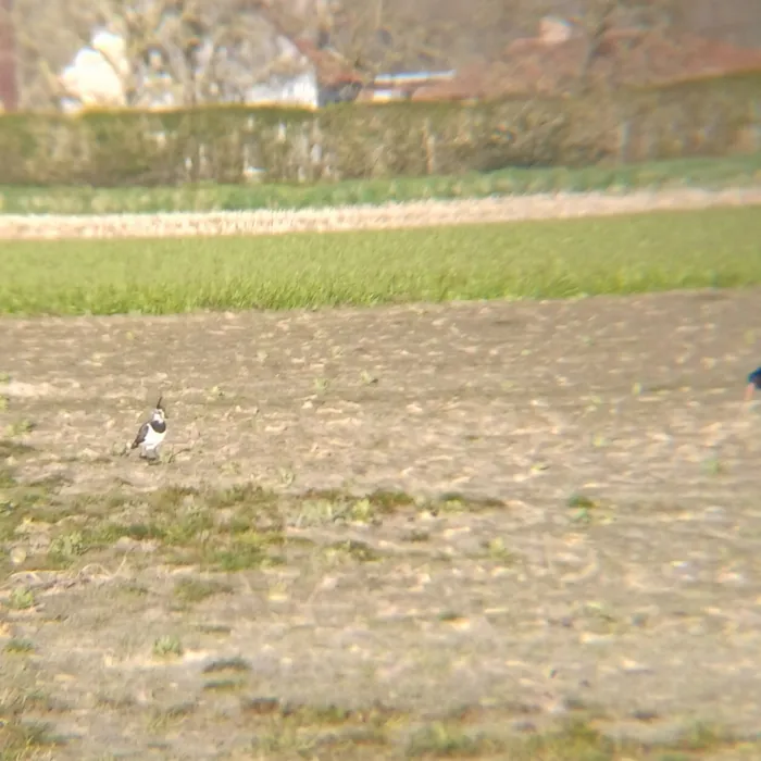 Spotted Northern Lapwing