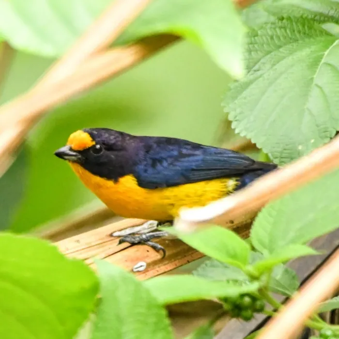 Spotted Violaceous Euphonia