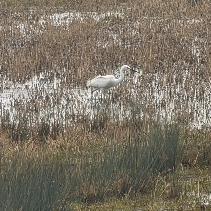 Gespotte Kleine zilverreiger