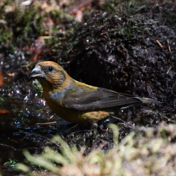 Spotted Parrot Crossbill