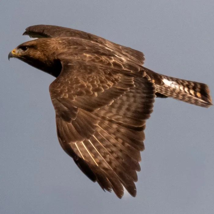 Spotted Common Buzzard
