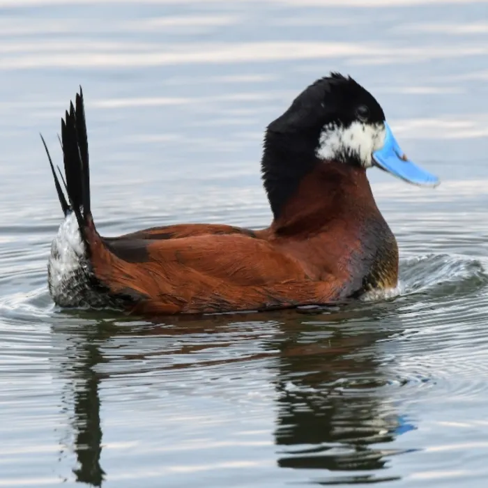 Spotted Ruddy Duck