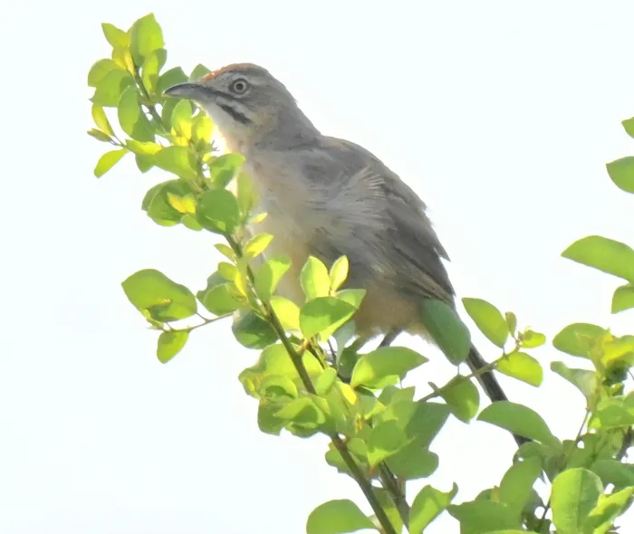 Spotted Moustached Grass-Warbler