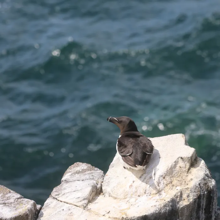 Spotted Razorbill