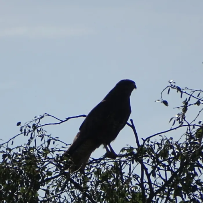 Waargenomen Buizerd