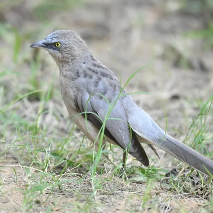 Spotted Large Gray Babbler