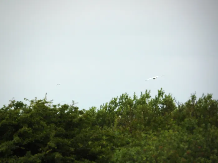 Waargenomen Kleine zilverreiger