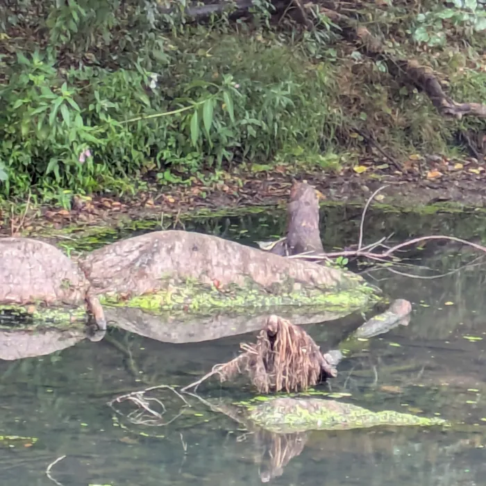 Spotted Gray Wagtail
