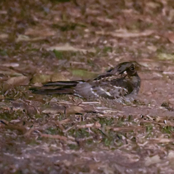 Gespotte Indische nachtzwaluw