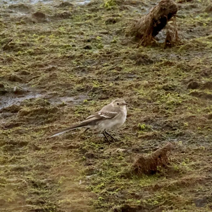 Spotted White Wagtail
