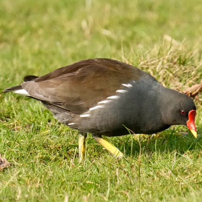 Spotted Eurasian Moorhen