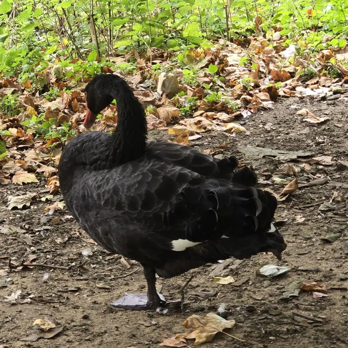 Spotted Black Swan