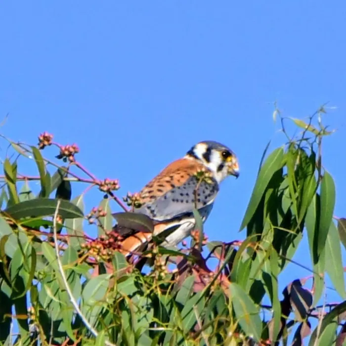 Spotted American Kestrel