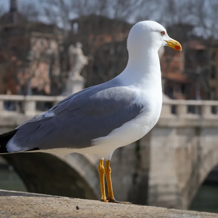 Gespotte Geelpootmeeuw