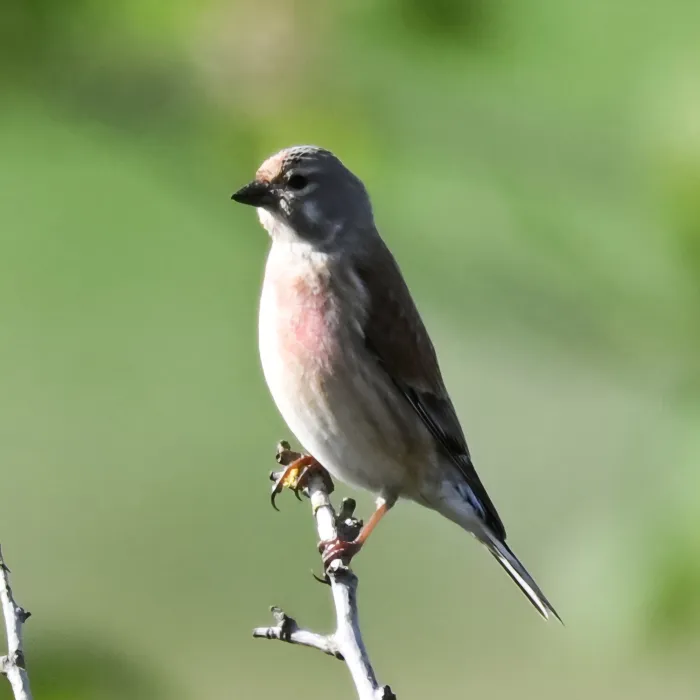 Spotted Eurasian Linnet