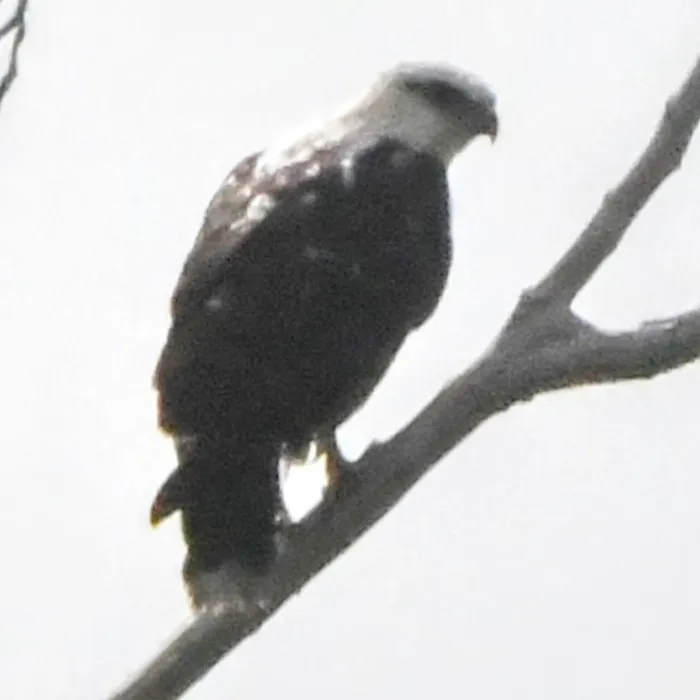 Spotted White Hawk