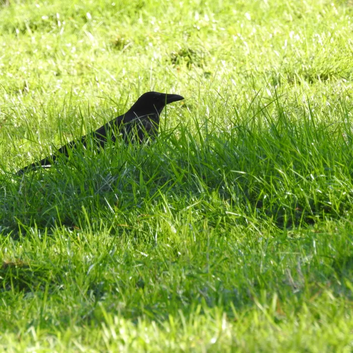 Spotted Carrion Crow