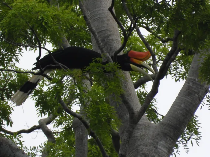 Gespotte Gewone neushoornvogel
