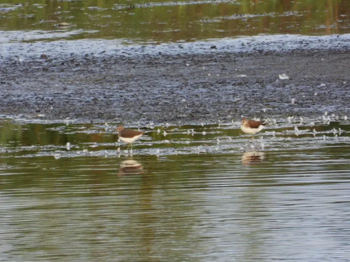 Spotted Green Sandpiper