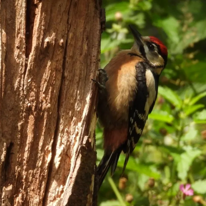 Spotted Great Spotted Woodpecker