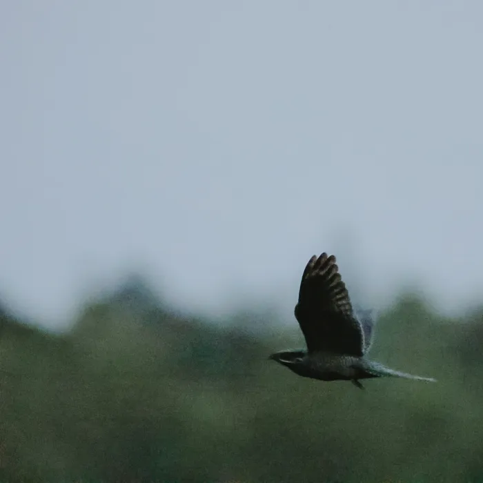 Spotted Eurasian Nightjar