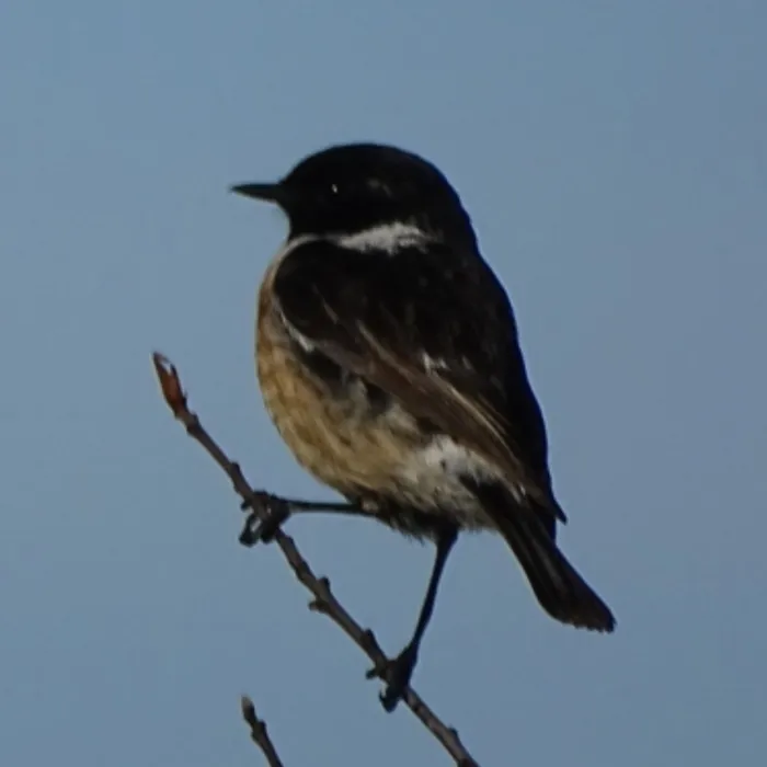 Gespotte Roodborsttapuit