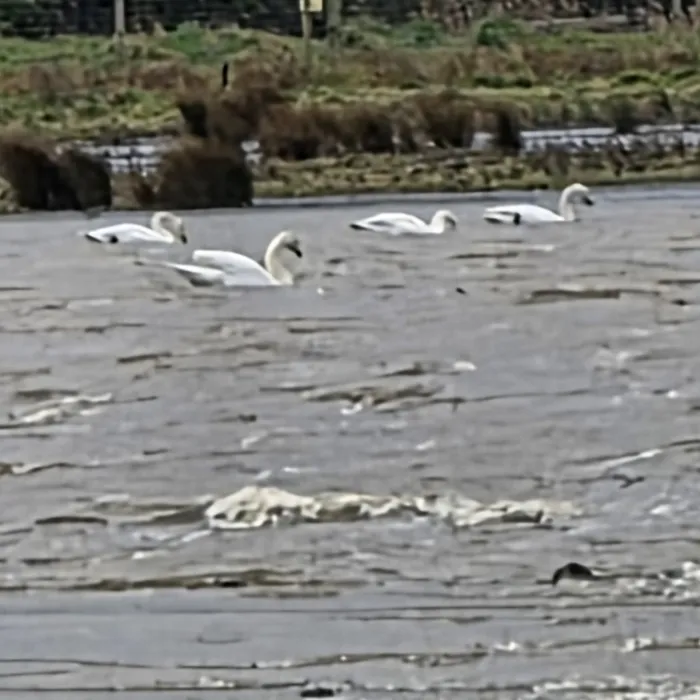 Gespotte Wilde zwaan