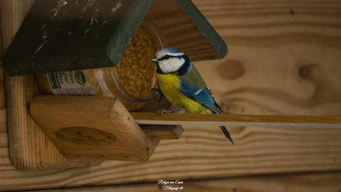 Eurasian Blue Tit