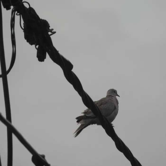 Spotted Eurasian Collared-Dove
